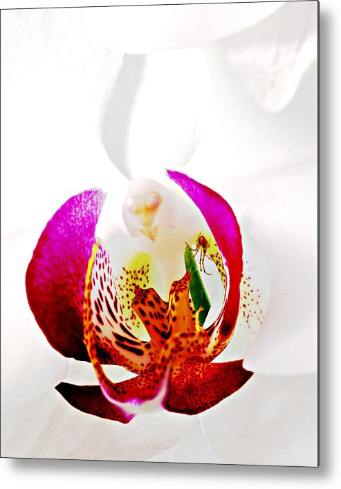 Orchid Metal Print featuring the photograph Spider in Orchid- St Lucia by Chester Williams