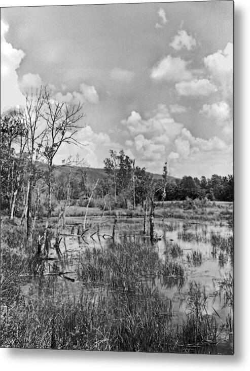 Ansel Adams Metal Print featuring the photograph Swamp by Curtis J Neeley Jr