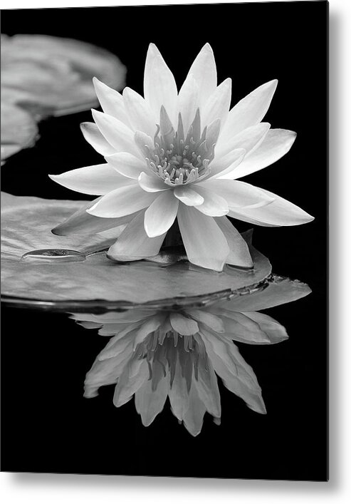 Beautiful Metal Print featuring the photograph Water Lily Reflections I by Dawn Currie
