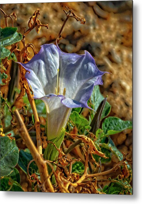 Datura Metal Print featuring the photograph Datura Gimson Weed by Sandra Selle Rodriguez