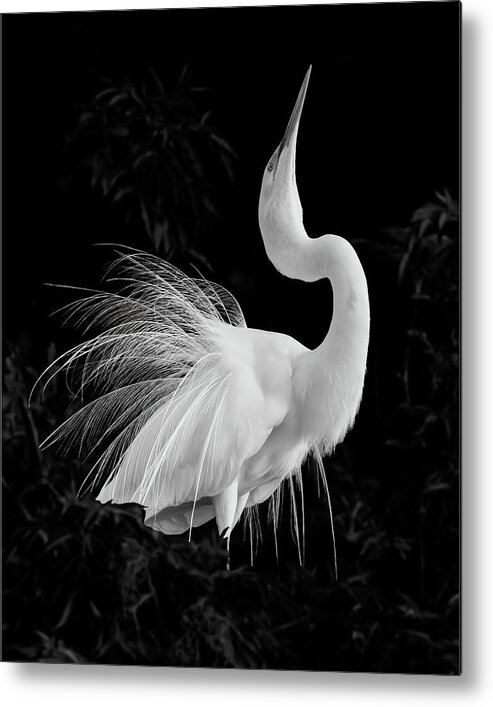 Ardea Alba Metal Print featuring the photograph Great Egret Mating Display by Dawn Currie