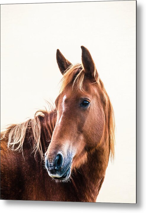 Photographs Metal Print featuring the photograph Gibson - Horse Art #1 by Lisa Saint