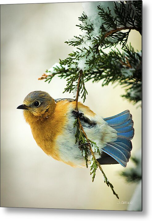 Birds Metal Print featuring the photograph Bluebird in Winter by Jim Carlen