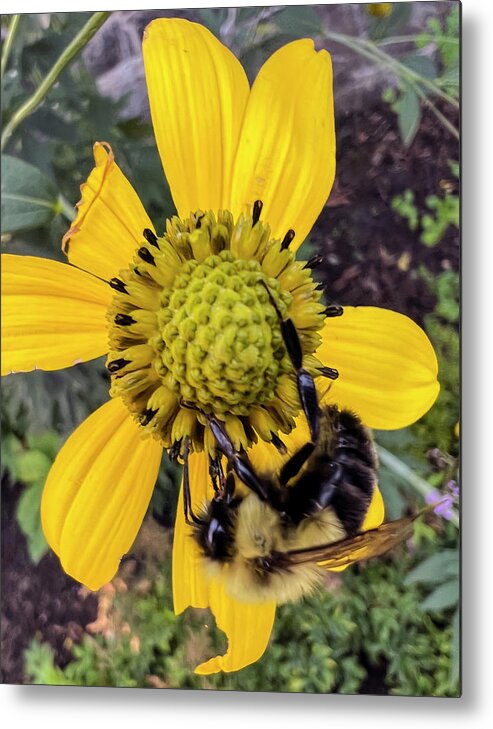 Yellow Fuzzy Bumble Bee Gathering Nectar On A Yellow Flower At Montreal Botanical Gardens. Metal Print featuring the photograph Bumble Bee on Yellow Flower by Matthew Bamberg