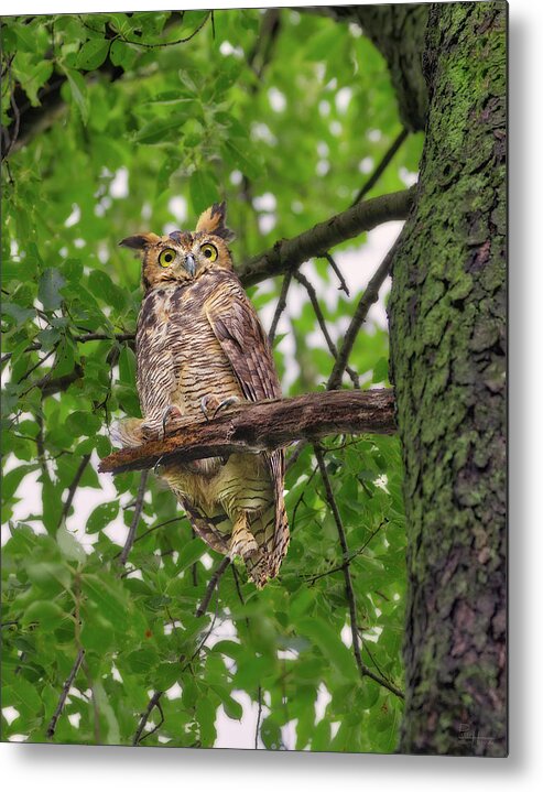 Great Horned Owl Metal Print featuring the photograph Great Horned Owl after a rain, being pestered by crows and a squirrel by Peter Herman
