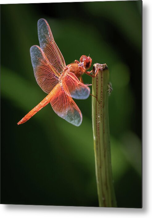 Orange Metal Print featuring the photograph Hanging Out Together by Gary Geddes
