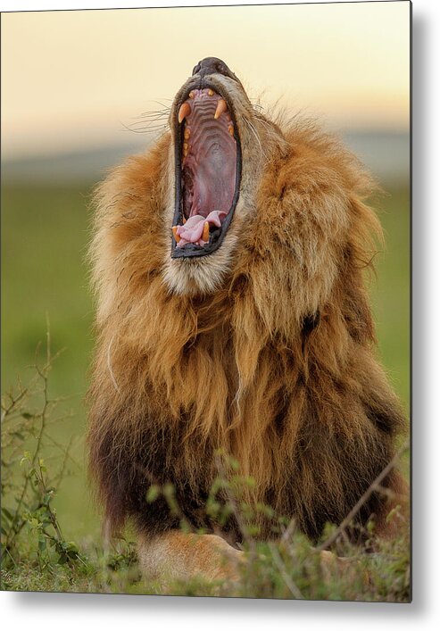 Africa Metal Print featuring the photograph King of the grasslands - vertical format by Murray Rudd