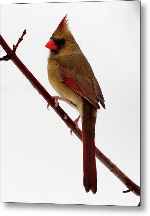 Cardinal Female Snow Winter Branch Perch Peter Herman Birds Wildlife Twig Red Metal Print featuring the photograph Perched female cardinal in winter scene by Peter Herman