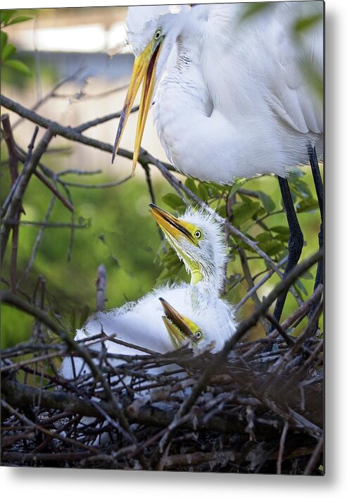 Great Metal Print featuring the photograph Where Is My Lunch by Ronald Lutz