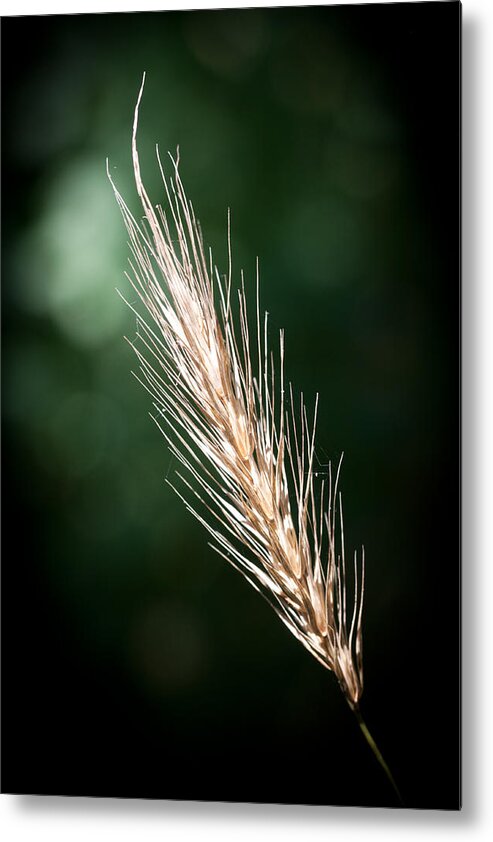 Funks Grove Metal Print featuring the photograph Wheat Grass #1 by Jim Finch