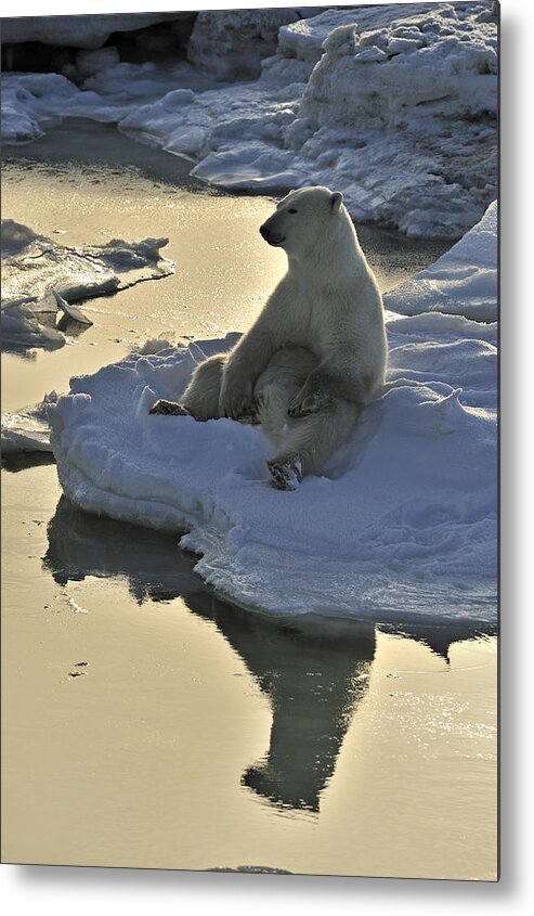 Animals Wildlife Metal Print featuring the photograph Canadian Mammals #6 by Don Johnston