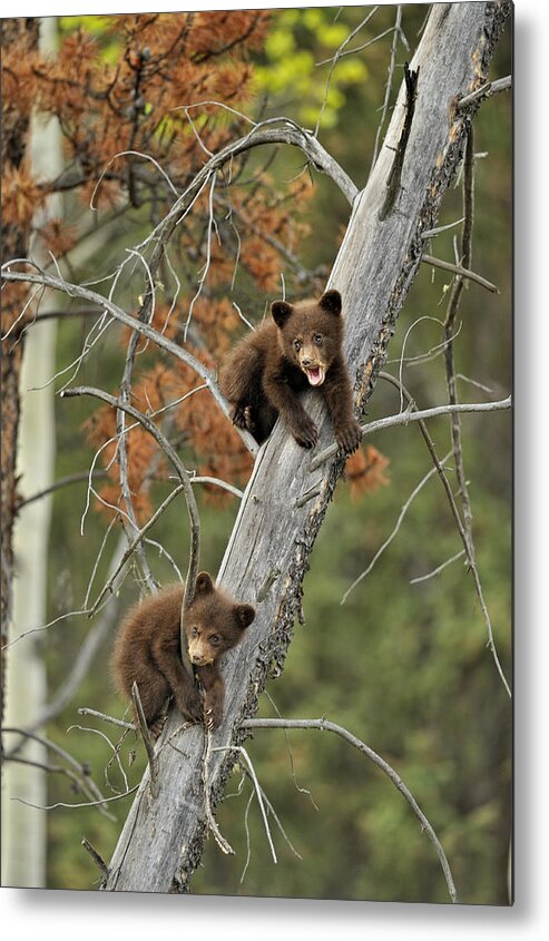 Adorable Metal Print featuring the photograph Canadian Mammals #8 by Don Johnston