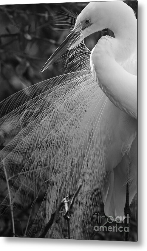 Black And White Metal Print featuring the photograph Kiss Of Plumes by John F Tsumas
