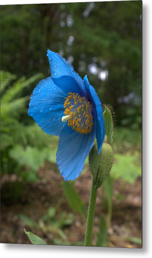 Blue Poppy Metal Print featuring the photograph Beautiful Poppy by Jerry Cahill