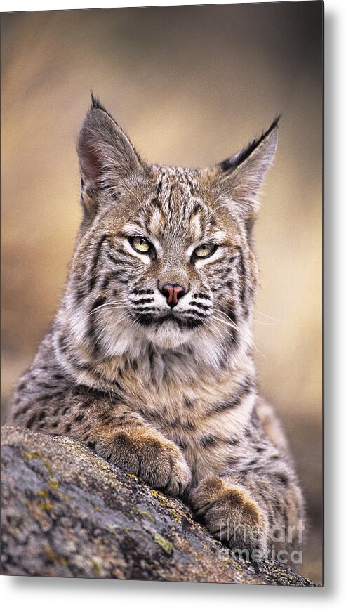 Bobcat Metal Print featuring the photograph Bobcat Cub Portrait Montana Wildlife by Dave Welling