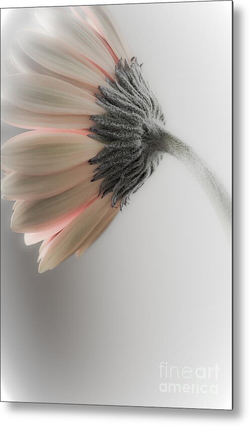 Beautiful Metal Print featuring the photograph Chrysanthemum Petals 1 by Jo Ann Tomaselli