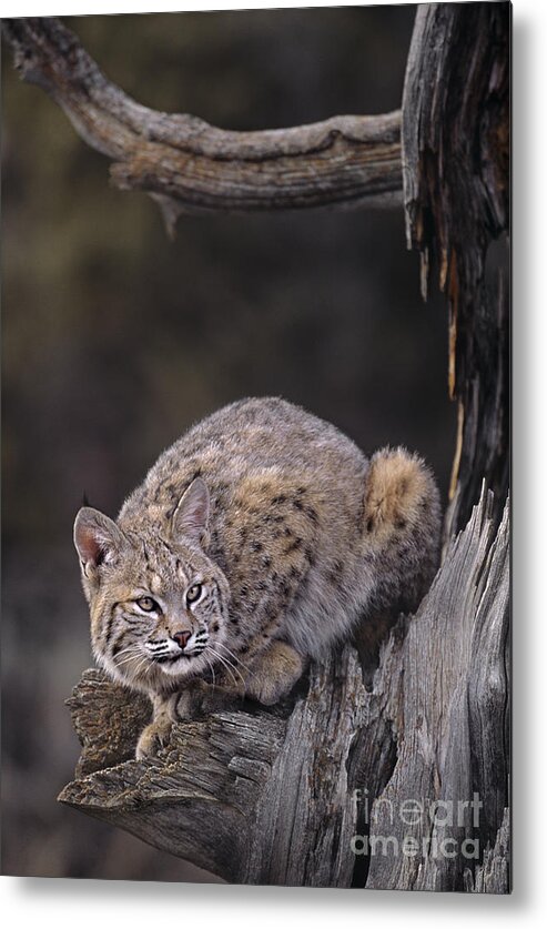 North America Metal Print featuring the photograph Crouching Bobcat Montana Wildlife by Dave Welling
