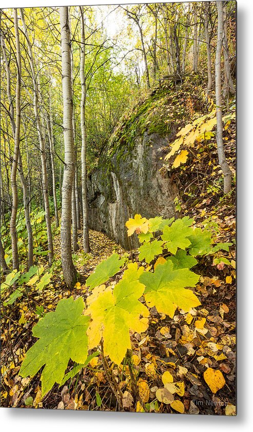 Alaska Metal Print featuring the photograph Devil's Club in Autumn by Tim Newton