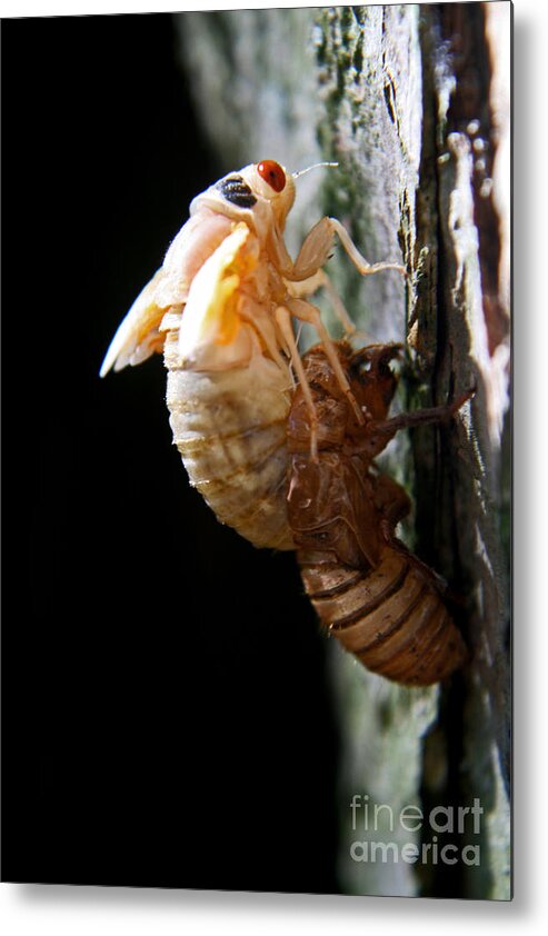 Cicada Metal Print featuring the photograph Emergence by Tiffany Whisler