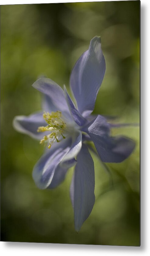 Flower Metal Print featuring the photograph Feelin' Edgy by Morris McClung