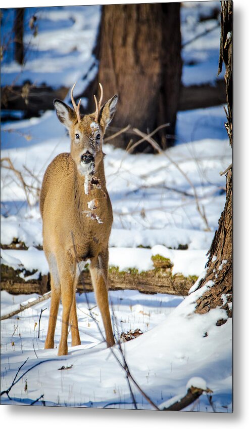 Deer Metal Print featuring the photograph Finding Leaves by Wild Fotos
