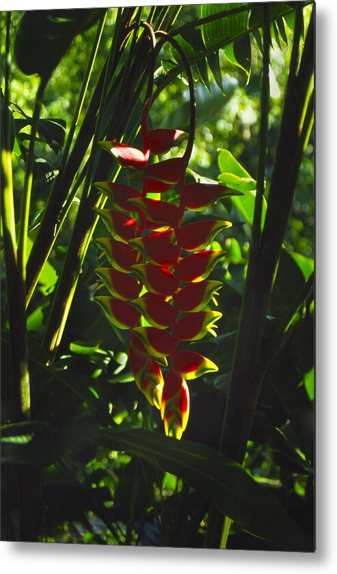 Heliconia Metal Print featuring the photograph Hanging Heliconia by Morris McClung