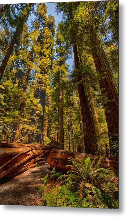California Metal Print featuring the photograph Hikers Paradise - California Redwoods I by Dan Carmichael