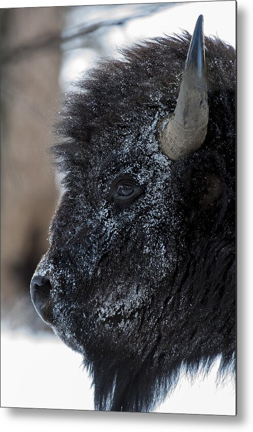 Bison Metal Print featuring the photograph Just another winter day by David Yack