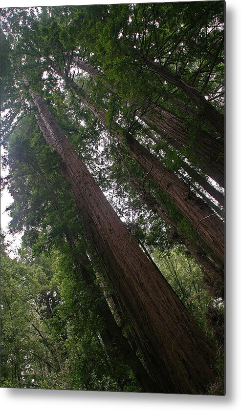 Muir Woods Metal Print featuring the photograph Muir Woods, California by Richard Krebs