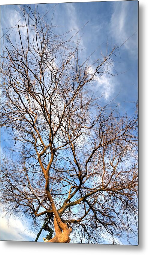 Tree Metal Print featuring the photograph Naked Tree by Jonathan Sabin