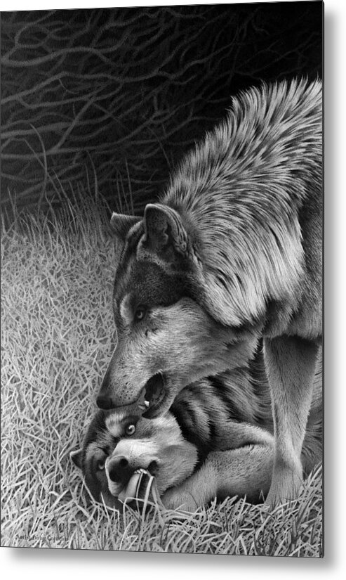 Wolf Metal Print featuring the drawing Natural Atraction by Stirring Images