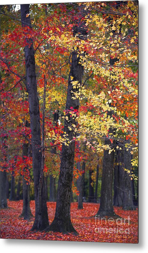 Woods Metal Print featuring the photograph New Jersey's Reds by Marco Crupi