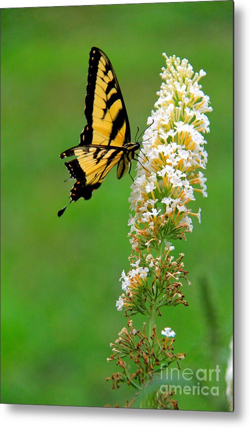Butterfly Metal Print featuring the photograph On the WIngs of a Butterfly by Melissa Mim Rieman