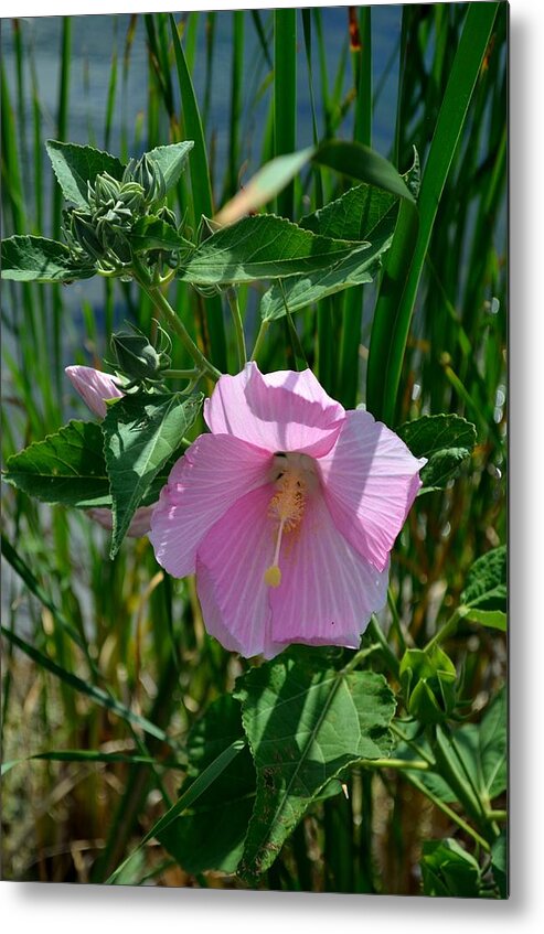 Hibiscus Metal Print featuring the photograph Pink Hibiscus 1 by Deborah Ritch