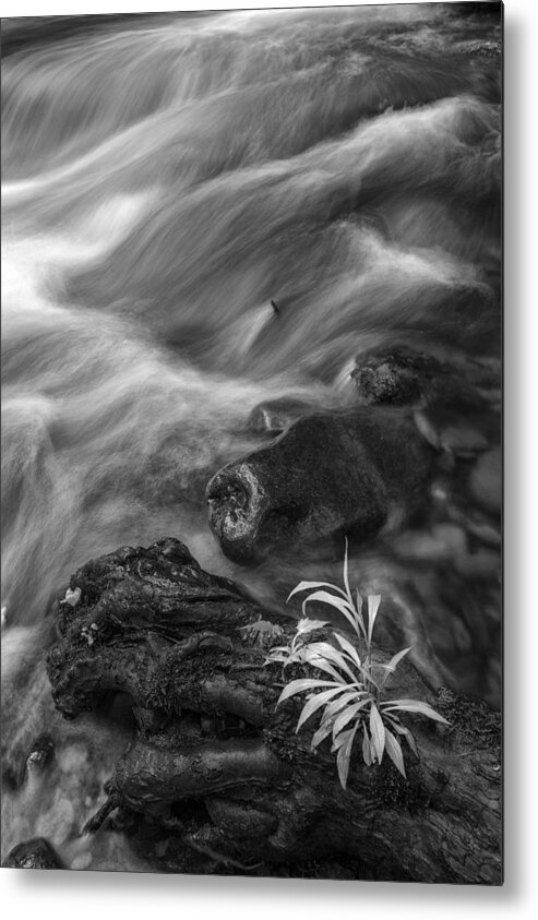 Vertical Metal Print featuring the photograph Little Plant by Jon Glaser