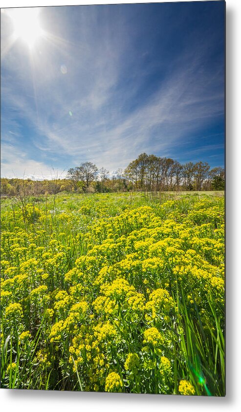 Wildflowers Metal Print featuring the photograph Spring Bloom by Bryan Bzdula