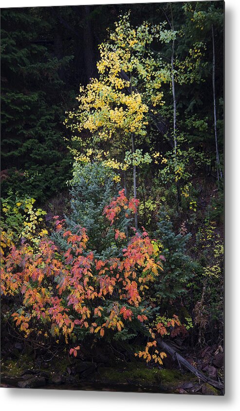 Fall Metal Print featuring the photograph Streamside IV by Morris McClung
