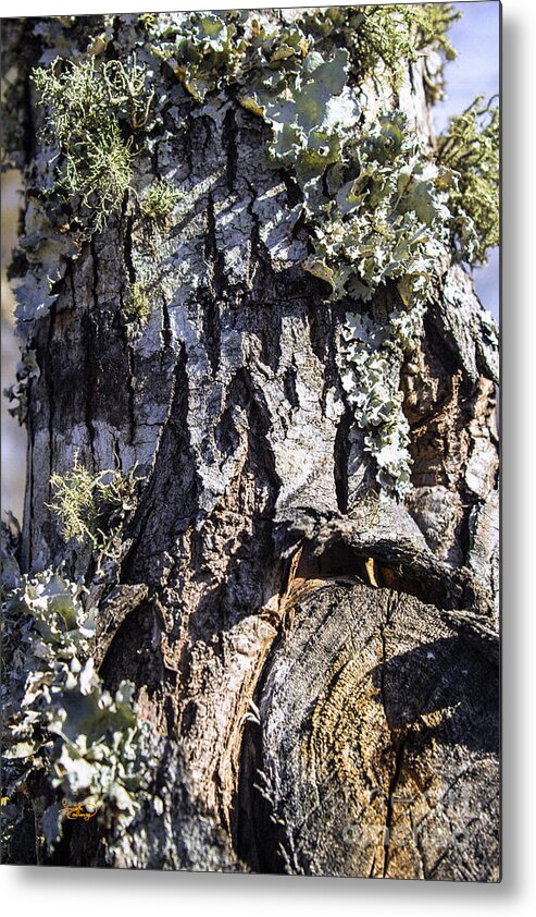Tree Metal Print featuring the photograph Tree Bark along the Chattahoochee River Georgia by Ginette Callaway