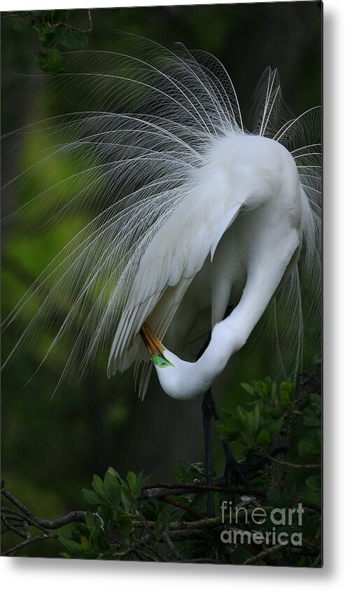 Animals Metal Print featuring the photograph Under My Wing by John F Tsumas