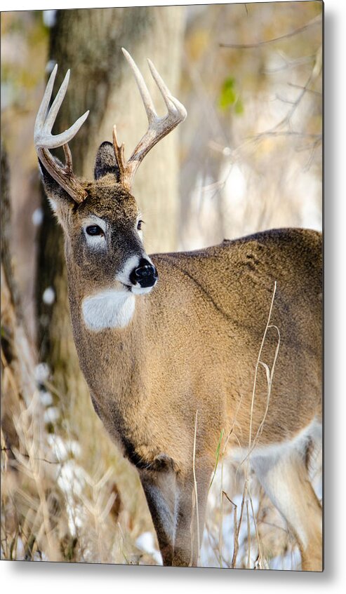 Deer Metal Print featuring the photograph Winter Buck by Steven Santamour