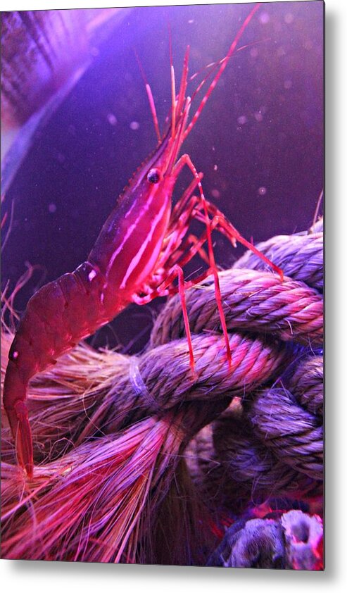 Shrimp Metal Print featuring the photograph Beautiful Pink Shrimp by Jo Sheehan