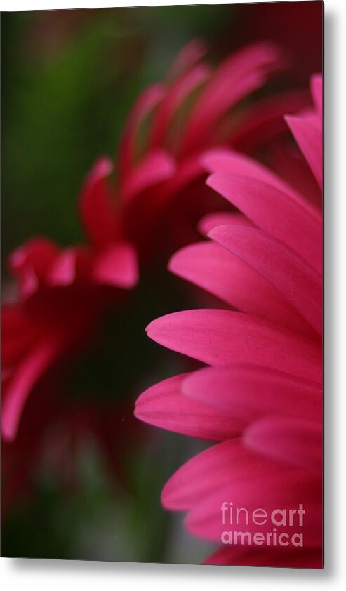 Daisy Metal Print featuring the photograph Daisy Petals by Jeannette Hunt