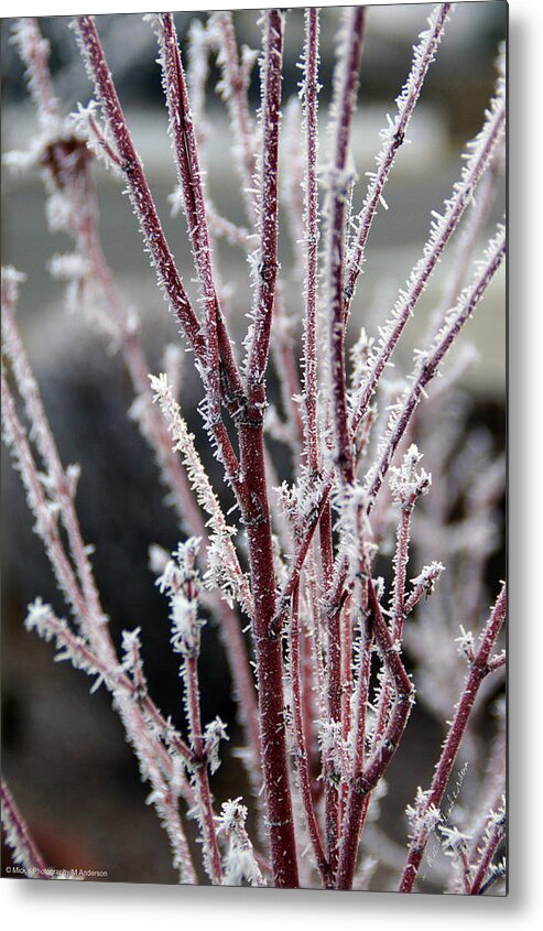 Coral Metal Print featuring the photograph Frosty Coral Maple by Mick Anderson