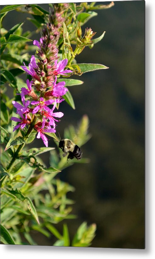 Bumble Bee Metal Print featuring the photograph Gathering Pollen by Deborah Ritch