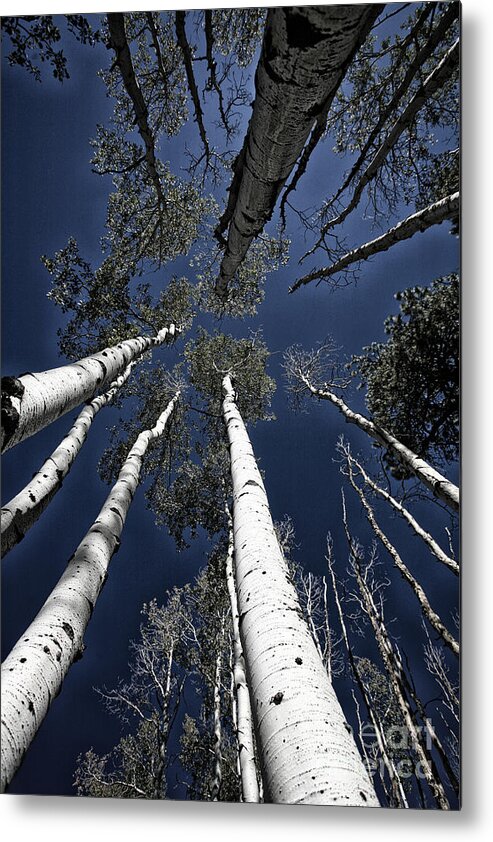 Skyward Metal Print featuring the photograph Towering Aspens #2 by Timothy Johnson