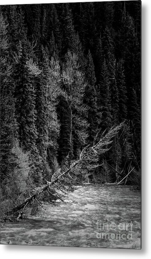Trees Metal Print featuring the photograph Above water by David Hillier