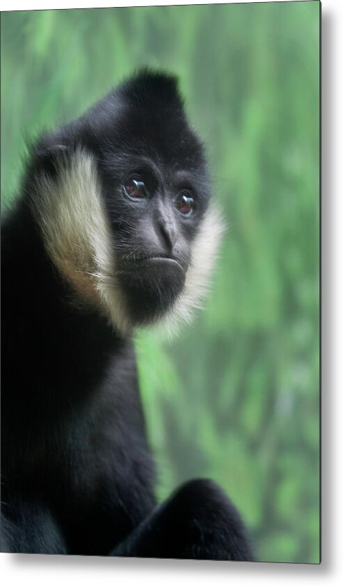 Animal Metal Print featuring the photograph Attitude by Jacqui Boonstra