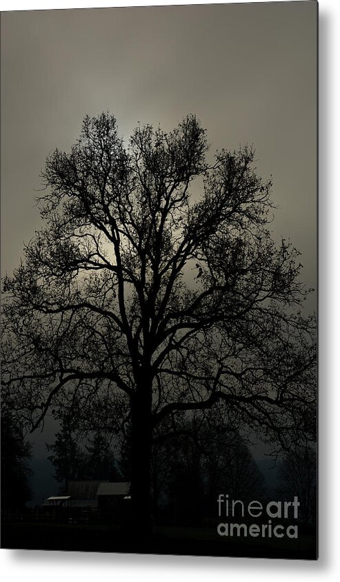Tree Metal Print featuring the photograph Branching Out by David Hillier