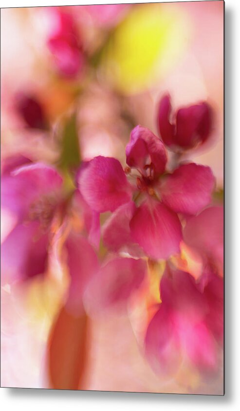 Flower Metal Print featuring the photograph Crabapple Pink by Pamela Taylor
