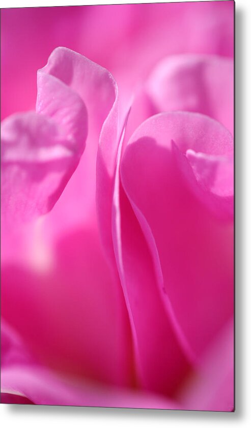 Pink Metal Print featuring the photograph Damask by Don Ziegler
